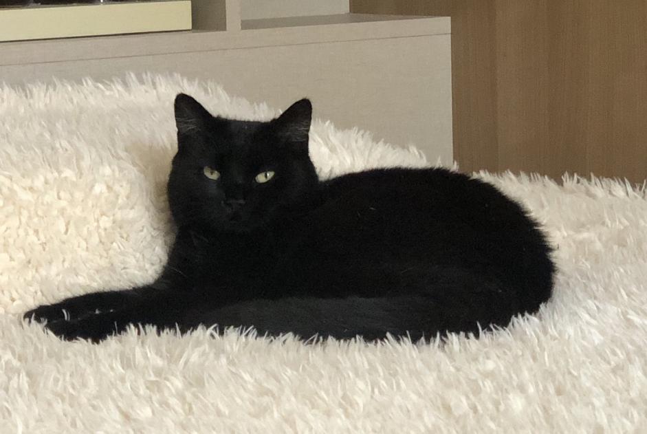 Vermisstmeldung Katze Weiblich , 5 jahre Saint-Yrieix-sur-Charente Frankreich Vermisstmeldung Katze Weiblich , 5 jahre Saint-Yrieix-sur-Charente Frankreich