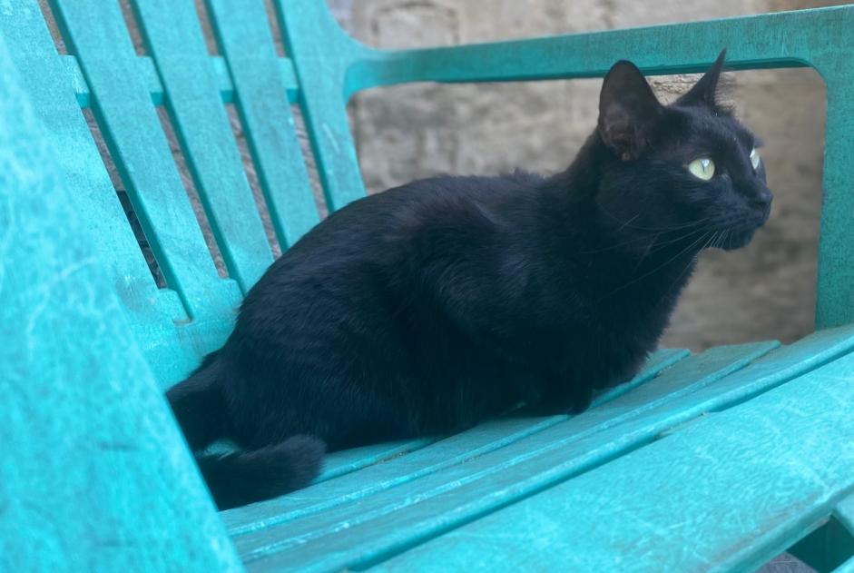 Vermisstmeldung Katze Weiblich , 4 jahre Cognac Frankreich