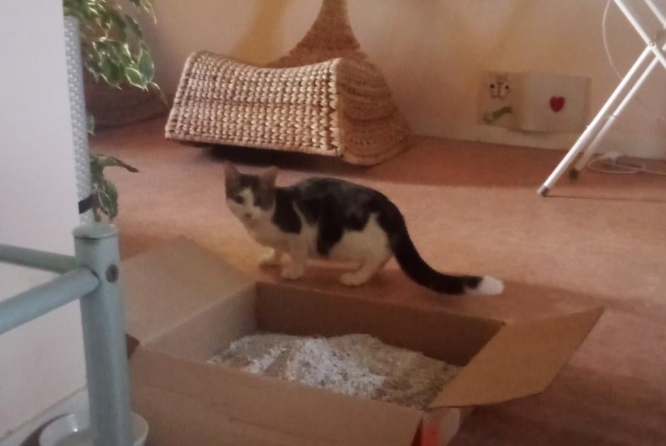 Discovery alert Cat Unknown , Between 7 and 9 months Angoulême France Discovery alert Cat Unknown , Between 7 and 9 months Angoulême France