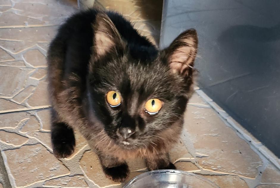 Discovery alert Cat Unknown Gensac-la-Pallue France Discovery alert Cat Unknown Gensac-la-Pallue France