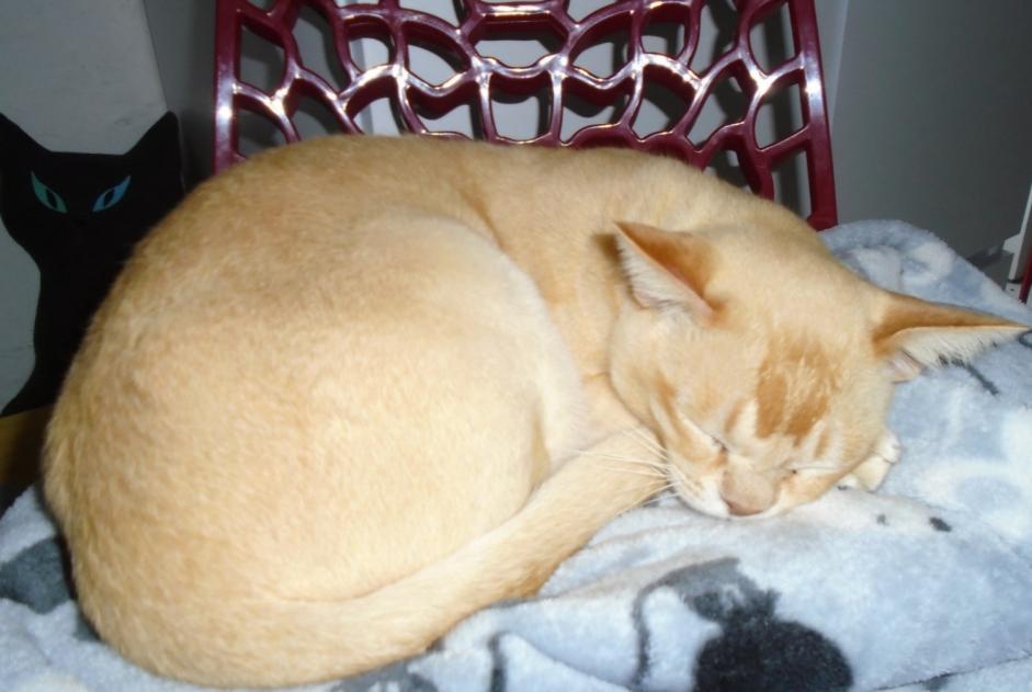 Disappearance alert Cat Male , 8 years Saint-Claud France Disappearance alert Cat Male , 8 years Saint-Claud France