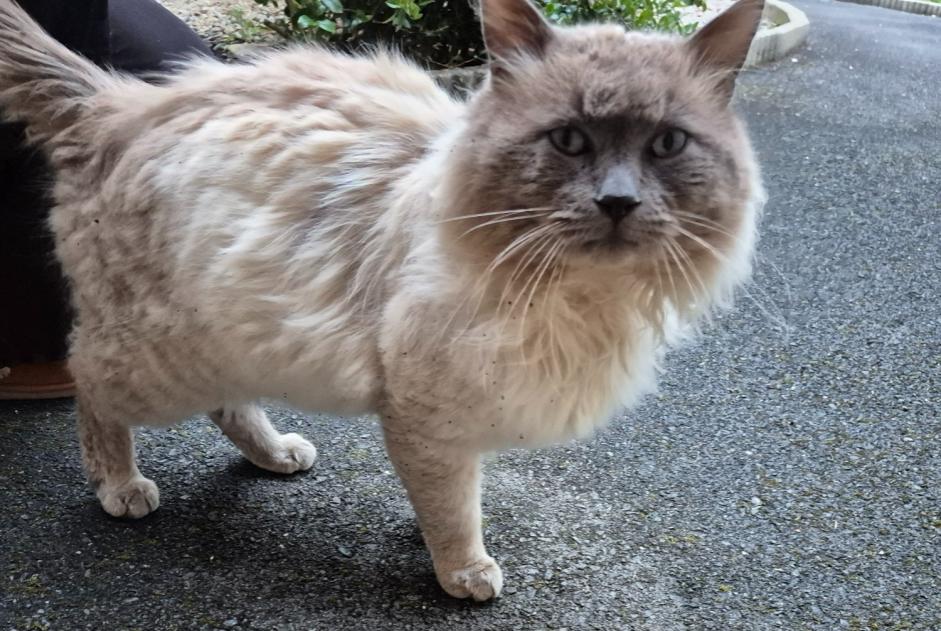 Discovery alert Cat  Unknown Reignac France