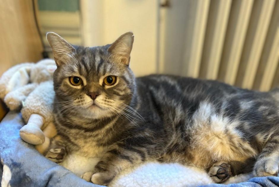 Alerta de Desaparición Gato  Macho , 4 años Angoulême Francia