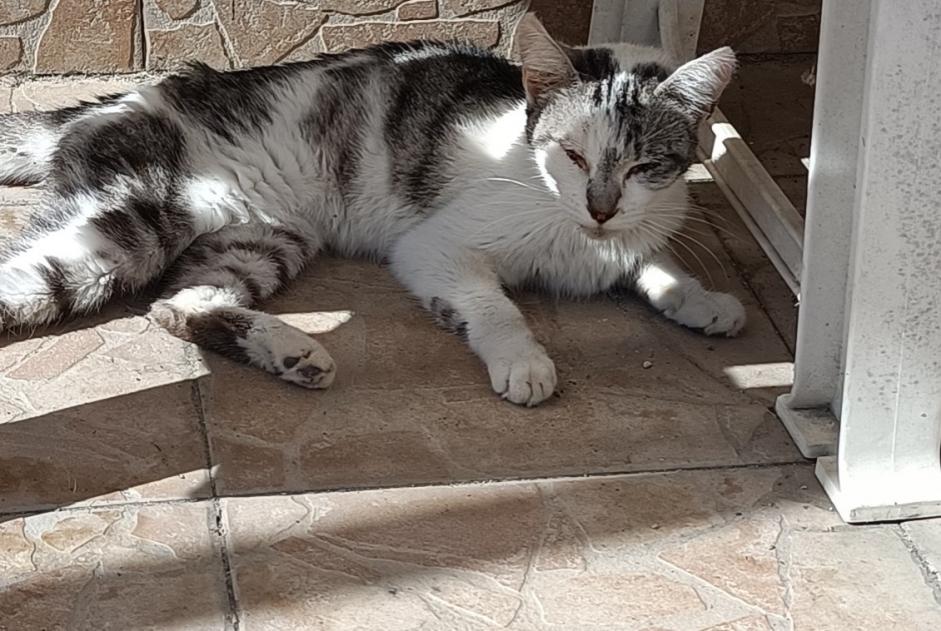 Alerta de Hallazgo Gato Desconocido Mainxe-Gondeville Francia