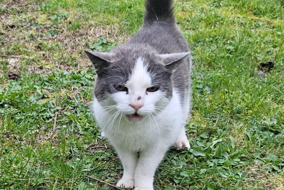 Alerta de Hallazgo Gato Hembra , 15 años La Boixe Francia