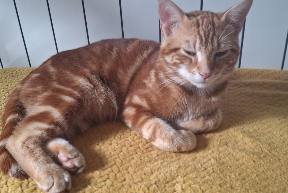 Alerta de Hallazgo Gato Macho Roullet-Saint-Estèphe Francia