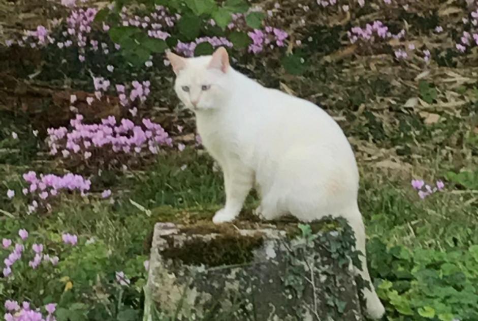 Alerte Disparition Chat Mâle , 10 ans Soyaux France Alerte Disparition Chat Mâle , 10 ans Soyaux France