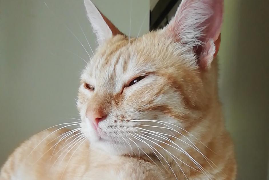 Alerte Découverte Chat croisement Femelle Torsac France Alerte Découverte Chat croisement Femelle Torsac France