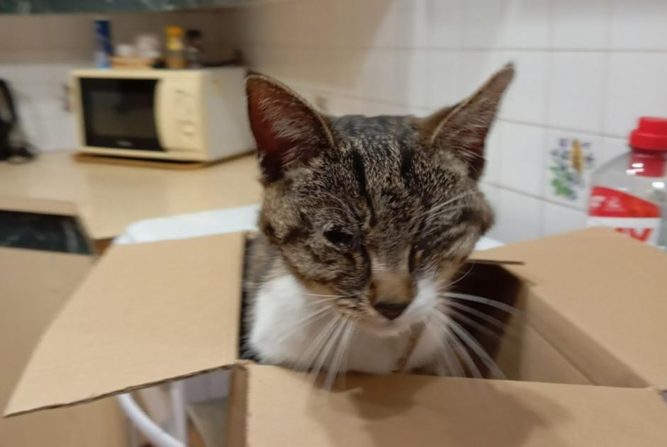 Alerte Découverte Chat croisement  Inconnu L'Isle-d'Espagnac France