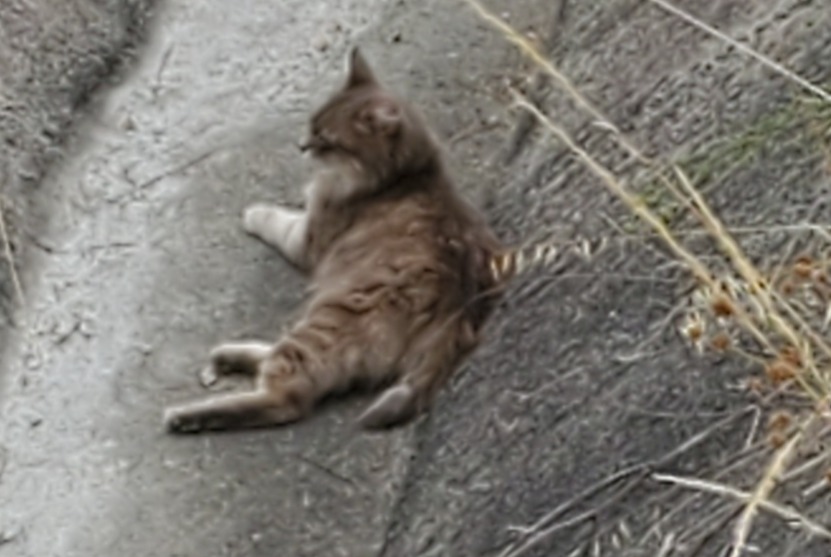 Alerte Découverte Chat Inconnu Linars France Alerte Découverte Chat Inconnu Linars France