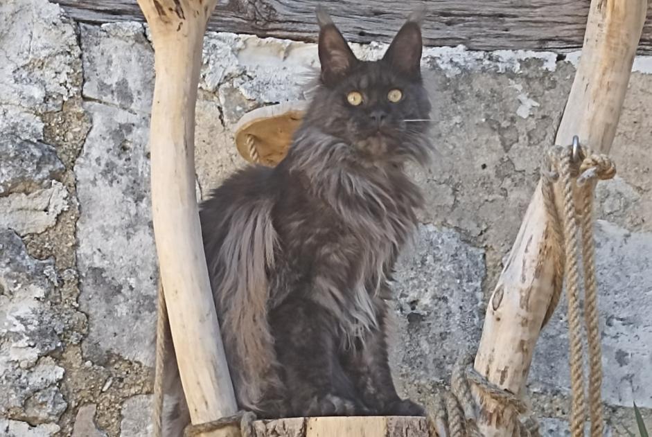 Alerte Disparition Chat Femelle , 2 ans Gensac-la-Pallue France Alerte Disparition Chat Femelle , 2 ans Gensac-la-Pallue France