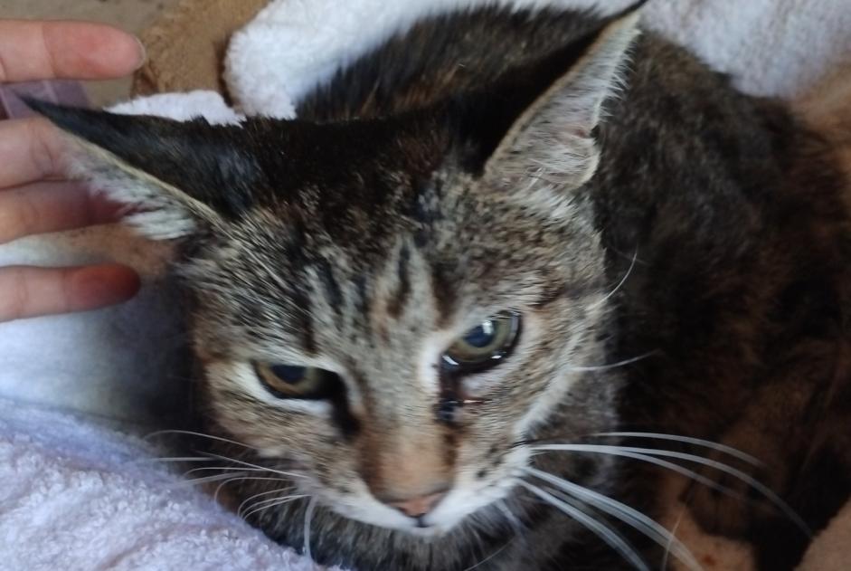 Alerte Découverte Chat Femelle Nersac France Alerte Découverte Chat Femelle Nersac France