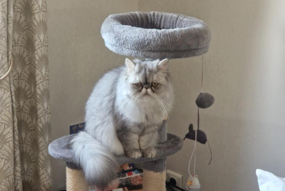 Alerte Disparition Chat Femelle , 2 ans La Rochefoucauld-en-Angoumois France Alerte Disparition Chat Femelle , 2 ans La Rochefoucauld-en-Angoumois France