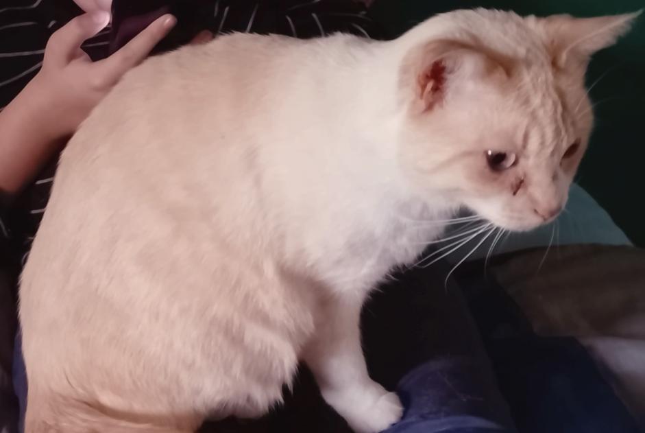 Alerte Disparition Chat Femelle , 4 ans Cellettes France Alerte Disparition Chat Femelle , 4 ans Cellettes France