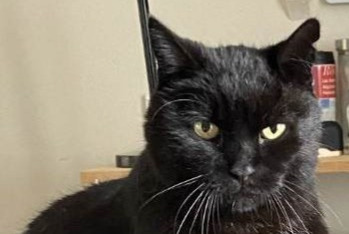 Alerte Disparition Chat  Mâle , 16 ans Cognac France