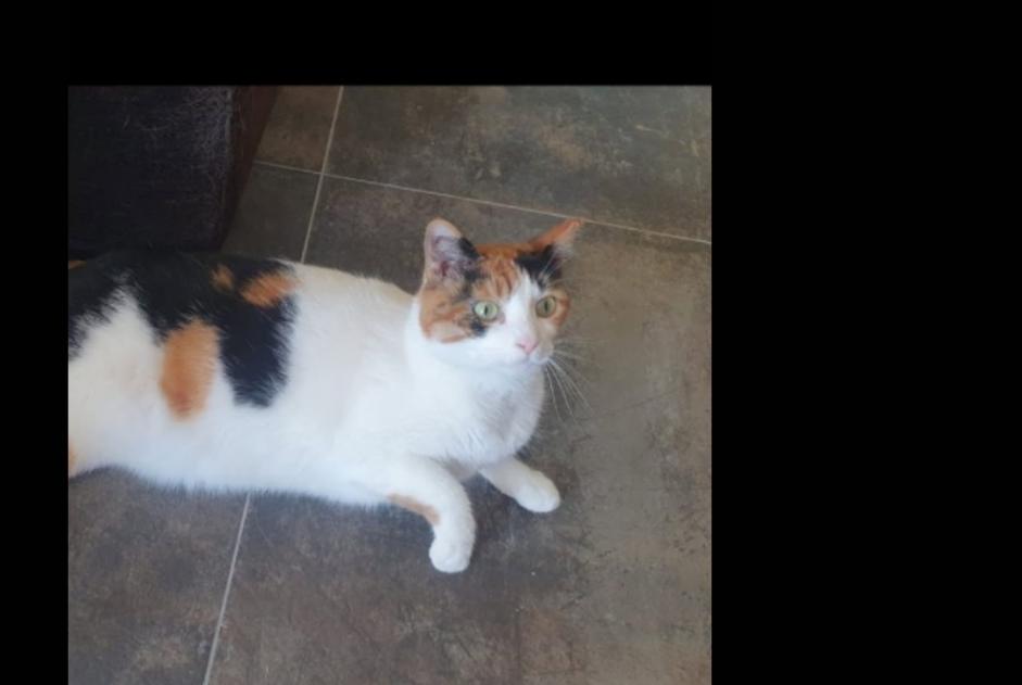 Alerte Disparition Chat croisement  Femelle , 2 ans Puymoyen France