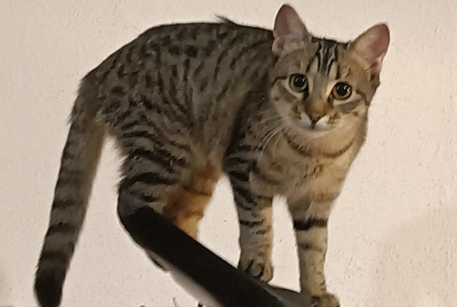 Avviso scomparsa Gatto  Femmina , 1 anni Chalais Francia