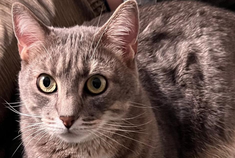 Avviso scomparsa Gatto Maschio , 6 anni Angoulême Francia