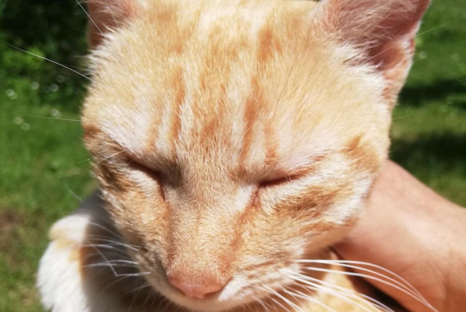 Alerta descoberta Gato cruzamento Fêmea Torsac France Alerta descoberta Gato cruzamento Fêmea Torsac France