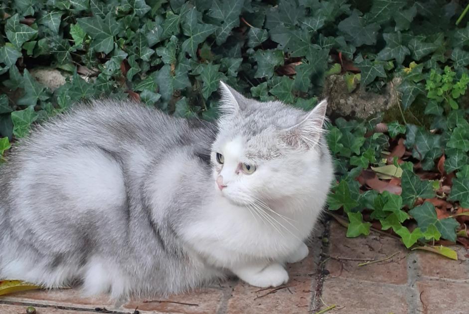 Alerta descoberta Gato Desconhecido Angoulême France