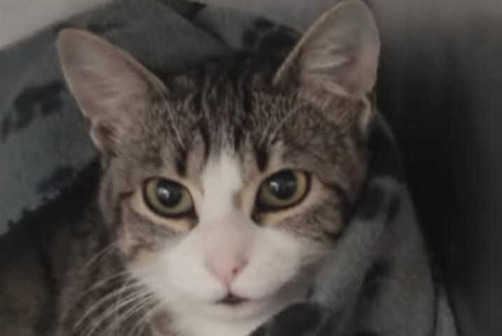 Alerta desaparecimento Gato cruzamento  Fêmea , 1 anos Barbezieux-Saint-Hilaire France