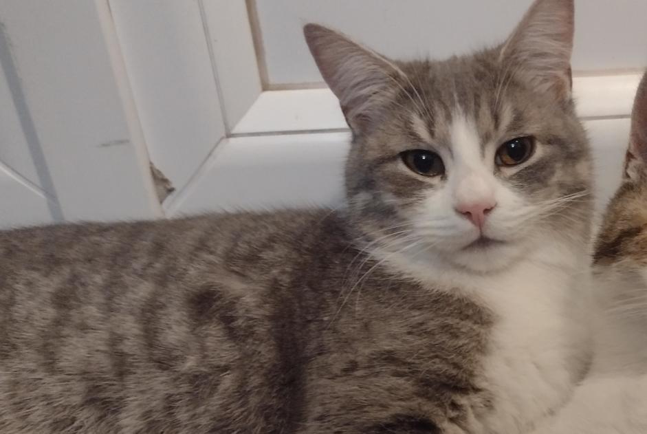 Alerta desaparecimento Gato Macho , 1 anos Mouthiers-sur-Boëme France