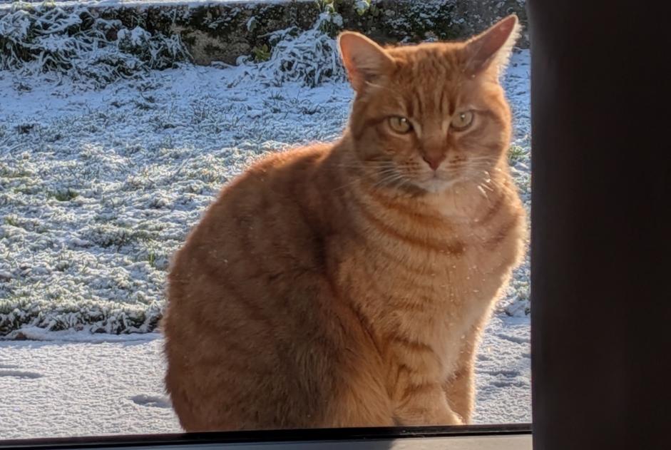 Alerta desaparecimento Gato Fêmea , 8 anos Houlette France