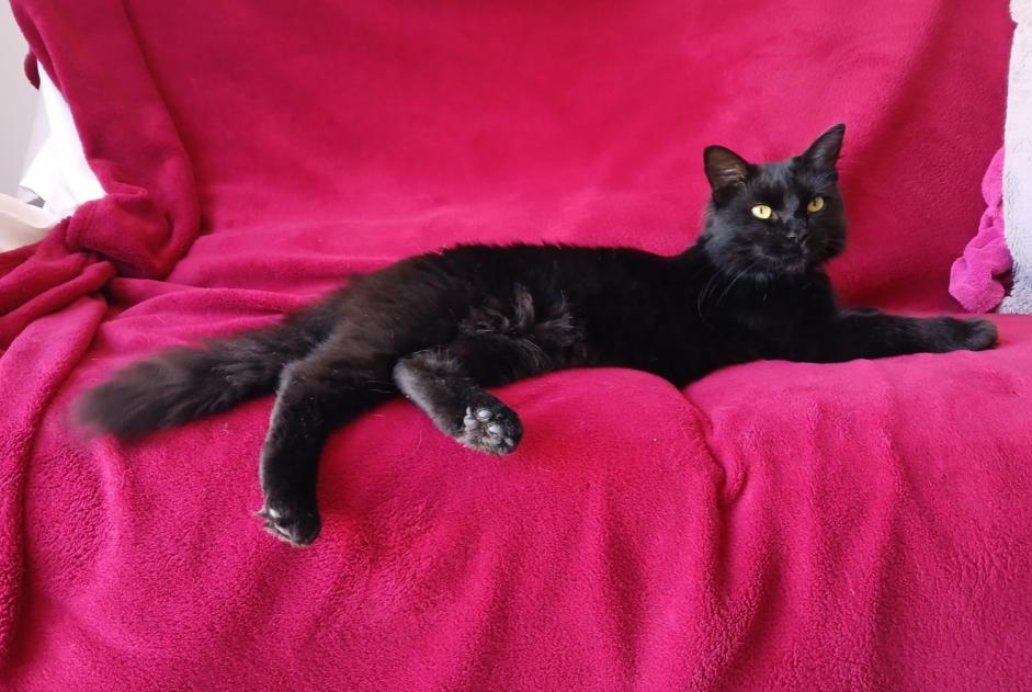 Alerta desaparecimento Gato Fêmea , 1 anos Angoulême France